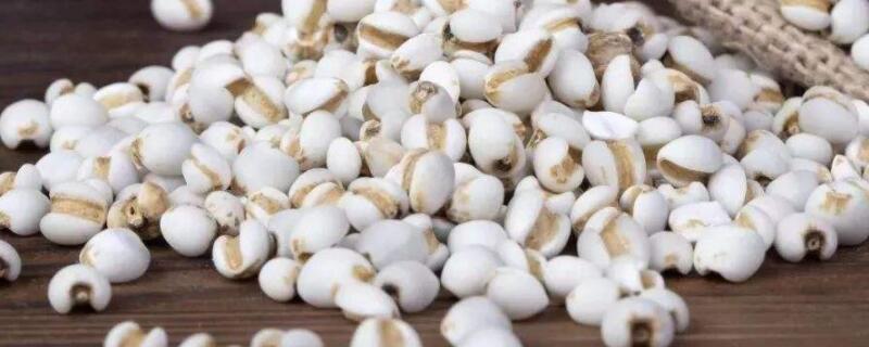 薏米长什么样(薏米长什么样子)