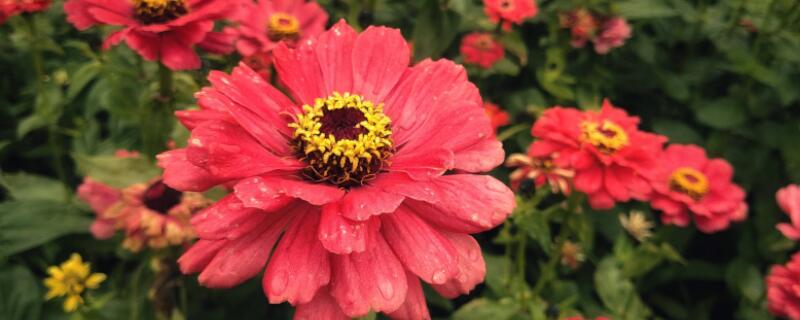 百日菊的养殖方法（千日菊怎么养）