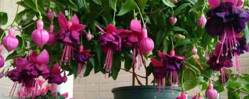 倒挂金钟换盆后掉花蕾 倒挂金钟花什么时候换盆