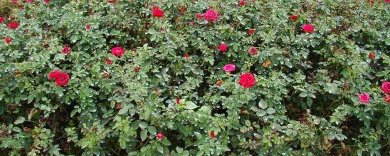 月季小苗如何养壮 藤本月季小苗如何养壮