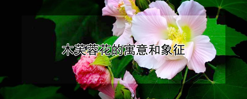 木芙蓉花的寓意和象征 木芙蓉花什么寓意