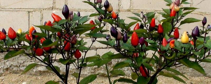 盆栽彩椒开花能浇水吗（盆栽彩椒怎么浇水）