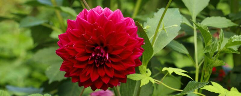 大丽花怎么浇水 大丽花浇什么水最好