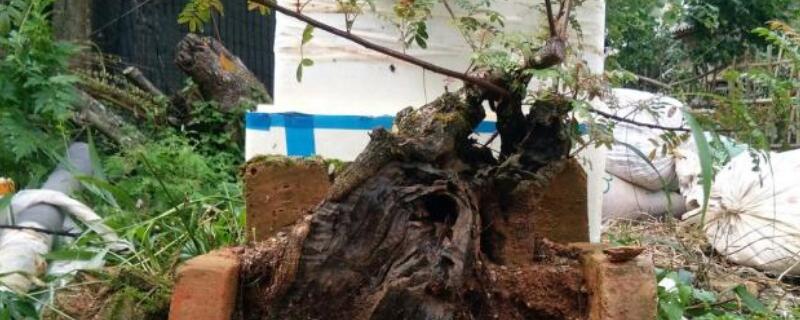 下山桩回芽补救 下山桩回芽是怎么回事