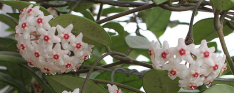 花卉球兰的养殖方法(球兰花种植方法)