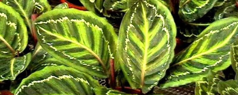 花叶竹芋怎么浇水(竹芋叶子可以喷水吗)