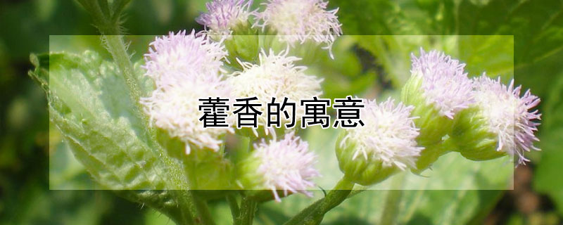 藿香的寓意(藿香的花语和寓意)