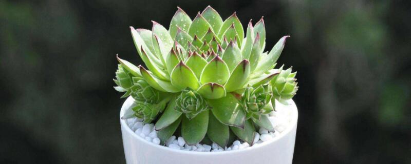 多肉不长大是什么原因（多肉总是长不大,是什么原因）