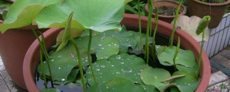 水缸种莲藕什么时候种（缸里种莲藕什么时候种）