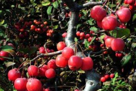 贵人果海棠的养殖方法