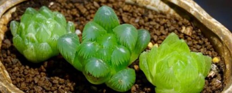 玉露移栽注意事项 玉露栽种注意事项