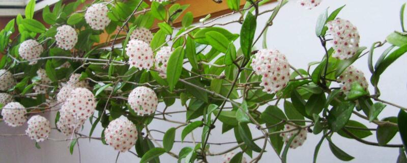 球兰的养殖方法和注意事项（三色球兰的养殖方法和注意事项）