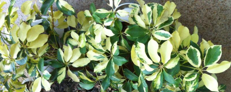 鹅掌柴掉叶子怎么回事 鹅掌柴落叶怎么回事