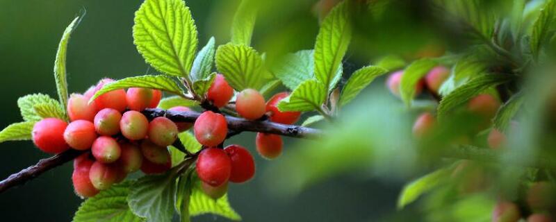 榆叶梅果实有何用途 榆叶梅长果实吗