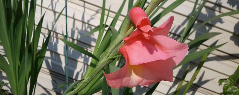 剑兰种球种植时间 剑兰种球种下多久开花