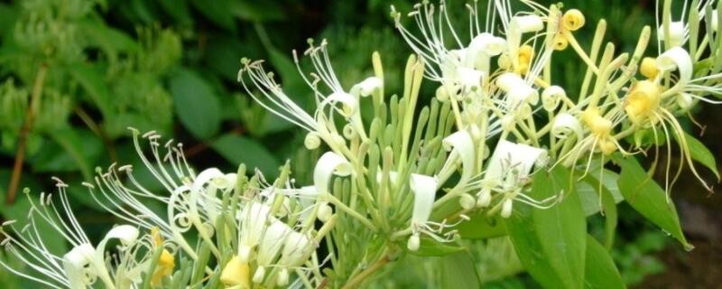 金银花施肥禁忌（金银花施什么肥料）