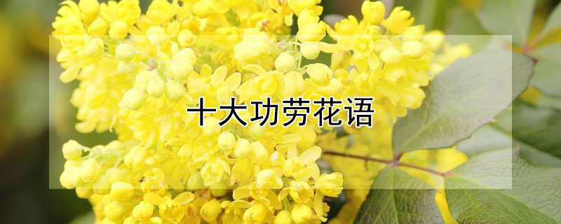 十大功劳花语（十大功劳是什么花）