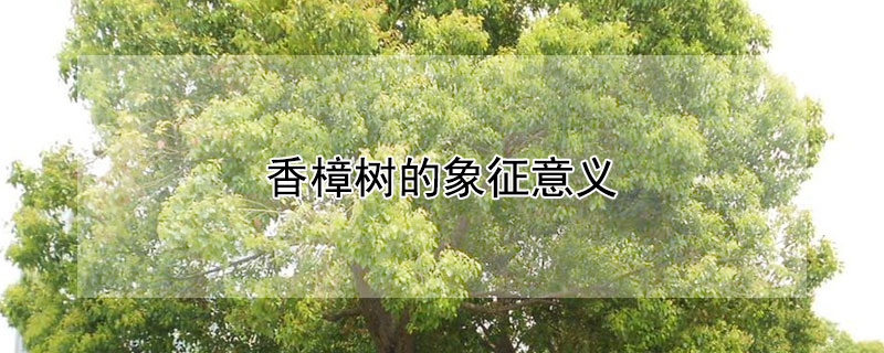 香樟树的象征意义 香樟树代表