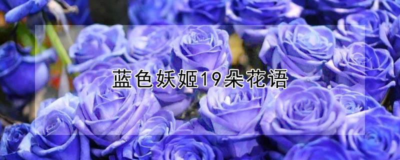 蓝色妖姬19朵花语（蓝色妖姬21朵花语）