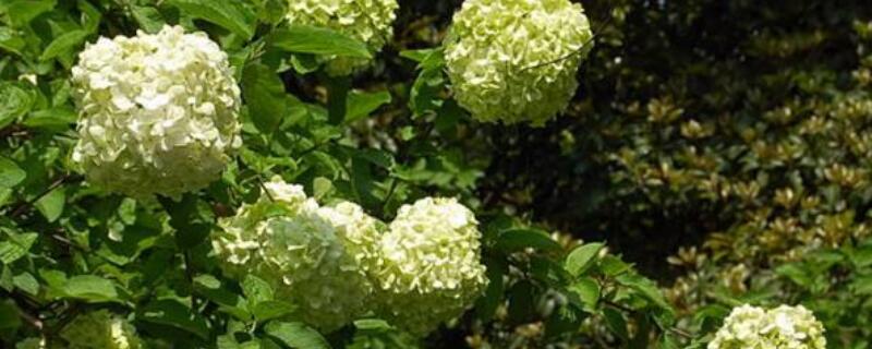 欧洲木绣球怎么修剪 欧洲木绣球怎么修剪让它长高