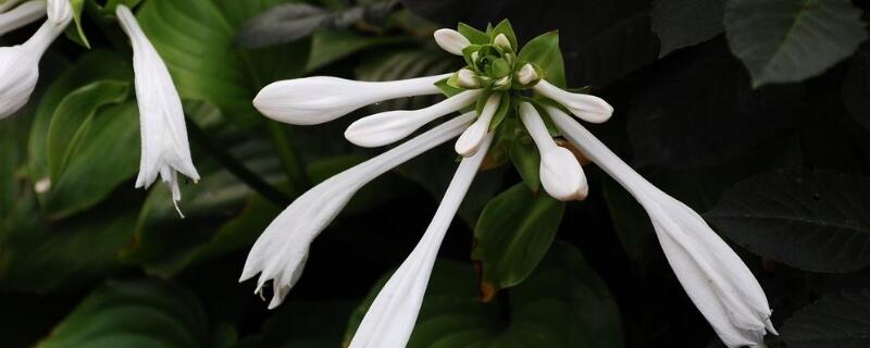 白玉簪花的养殖方法 白玉簪养殖方法和注意事项