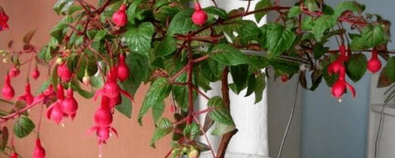 倒挂金钟叶子蔫下垂（倒挂金钟叶子蔫下垂花苞干枯）