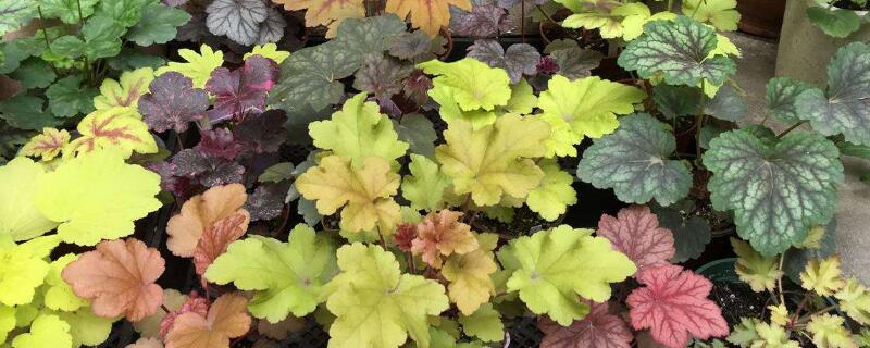 矾根南方可以种吗（矾根怎么种）