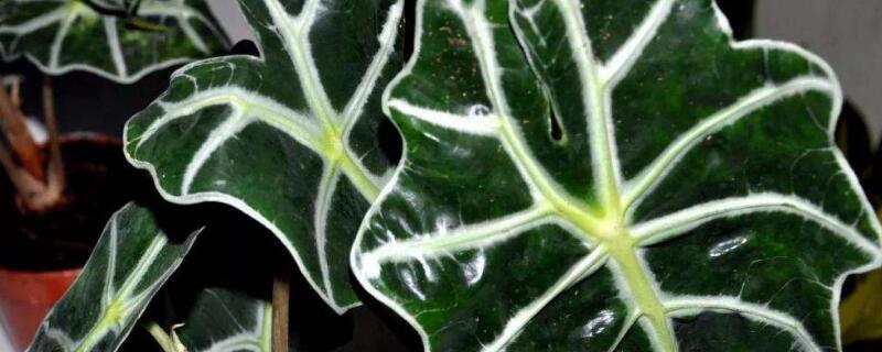 黑叶芋叶子发黄（黑叶竹芋叶子发黄）