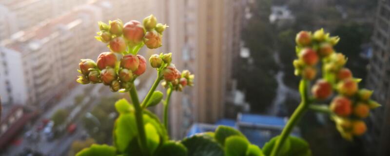 刚买回家的花应该怎么养 新买回的花怎么养