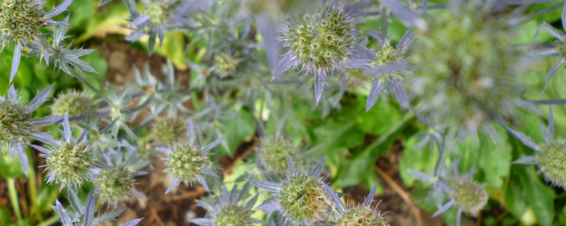 高山刺芹怎么繁殖苗（刺芹的种植方法）