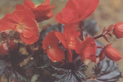 蟆叶秋海棠养殖方法