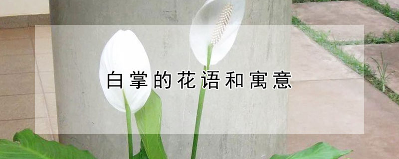 白掌的花语和寓意 白掌的花语和寓意是什么
