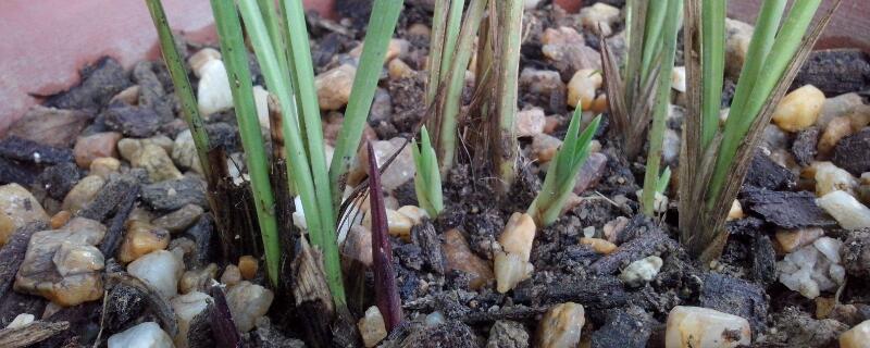 花施肥施多了怎么办(养花肥施多了怎么办)