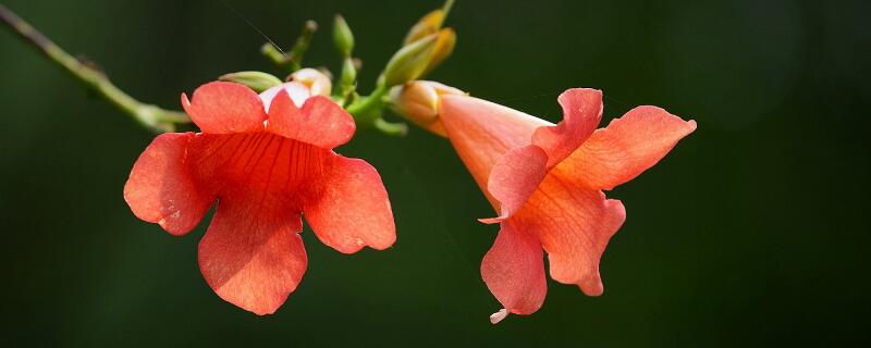 凌霄花的养殖方法（凌霄花的养殖方法和注意事项）