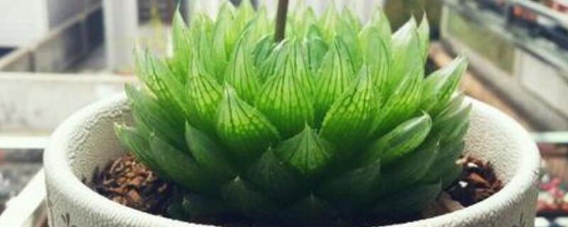 樱水晶徒了怎么挽救（樱水晶徒长怎么挽救）