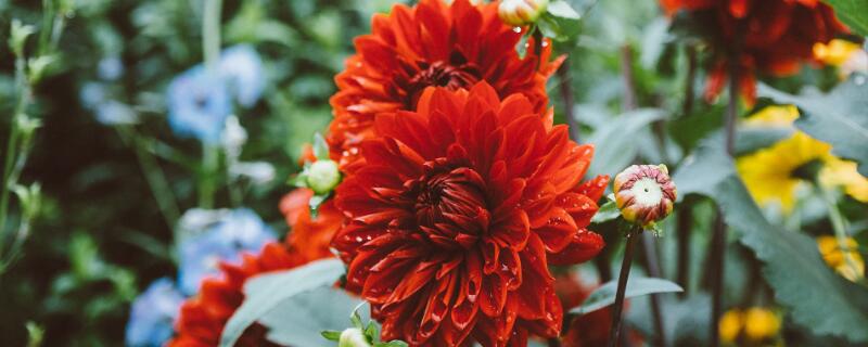 大理花怎样种植 大丽花的种植方法