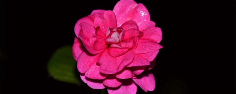 水梅几天泡出根 三角梅用水泡能长出根吗?