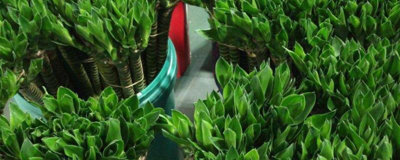 观音竹养殖方法（观音竹的养殖方法）