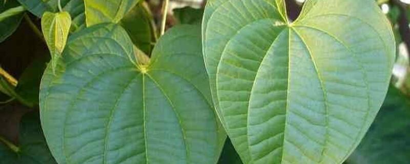 修剪植物剪掉叶片的原因 植物的叶子枯萎了可以剪了吗