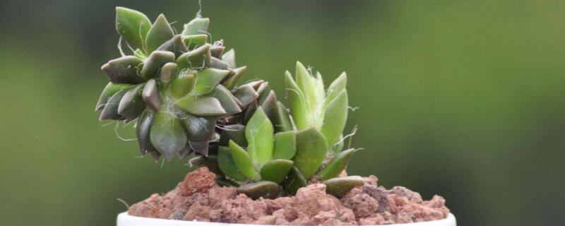 多肉多少度休眠 多肉多少度休眠?