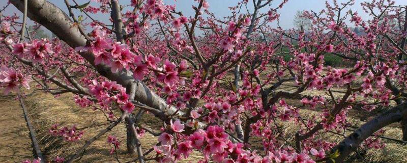 桃树五月份管理（桃树五月份管理技术）