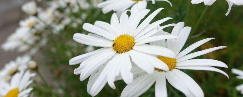 玛格丽特花怎么养 大眼睛玛格丽特花怎么养