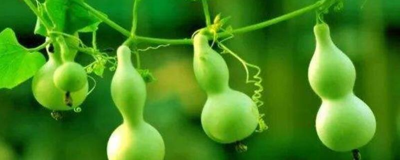 葫芦叶子发黄(葫芦叶子发黄枯萎怎么处理)