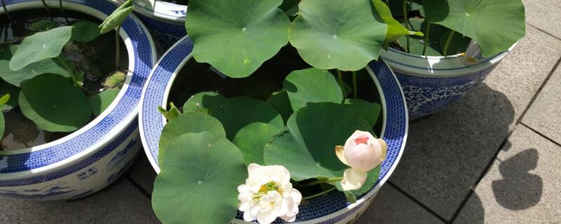 碗莲的光长芽不开叶（碗莲长很长了还没开叶怎么回事）