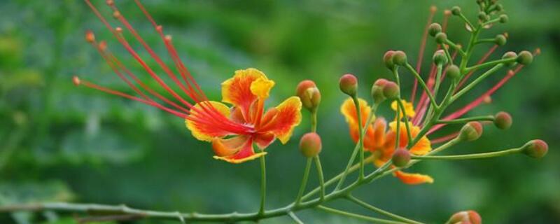 凤凰花籽怎样种植（凤凰花的盆栽方法）