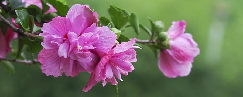 木槿花冬天的养殖方法 冬天木槿花的养殖方法和注意事项有哪些