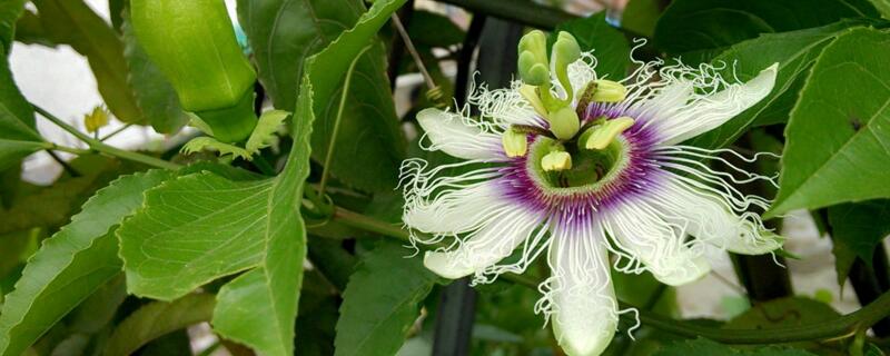 盆栽西番莲的种植方法（西番莲植物）