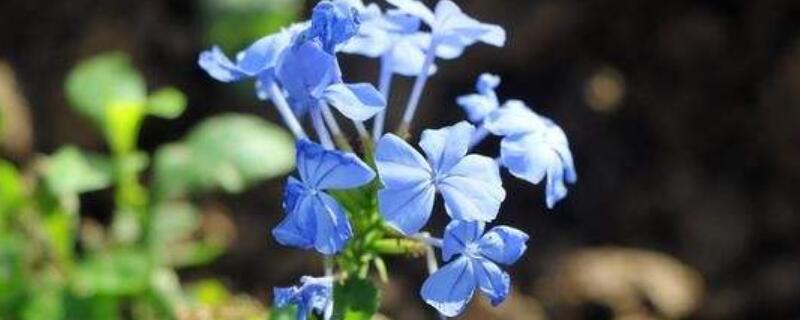 蓝花丹怎么养（蓝花丹的养殖方法和注意事项）