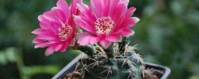 绯花玉仙人球怎么养护(绯花玉仙人球怎样养)