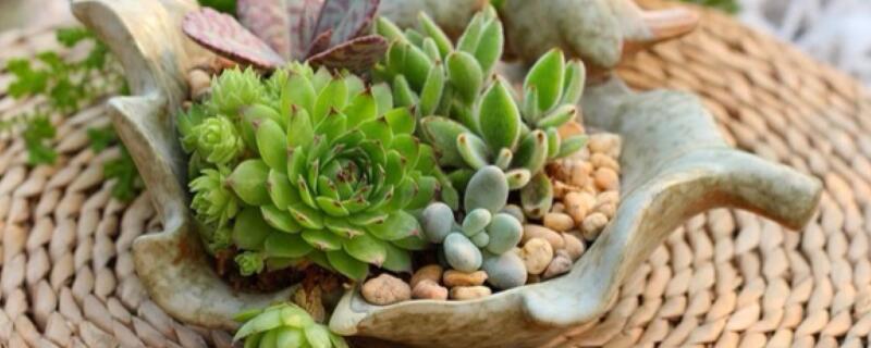 多肉出现猪肝色是什么原因（猪肝多肉介绍）